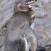 penguin_galapagos_bar_v_0238_ecu1435.jpg